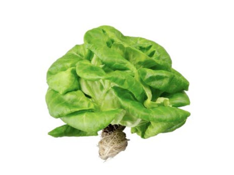 Fresh green butter lettuce with roots