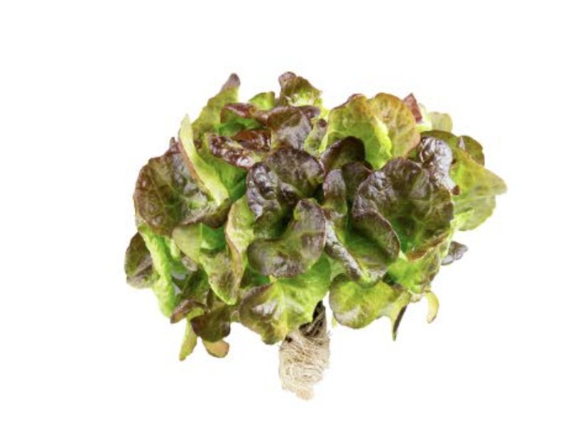 Green and red butterhead lettuce leaves