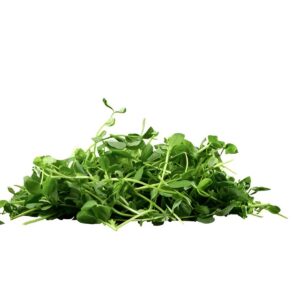 Hartville Hydroponics.