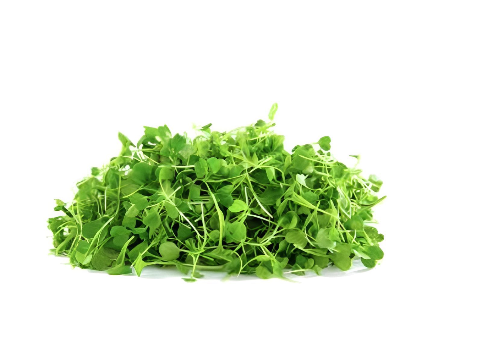 Fresh green microgreens on white background