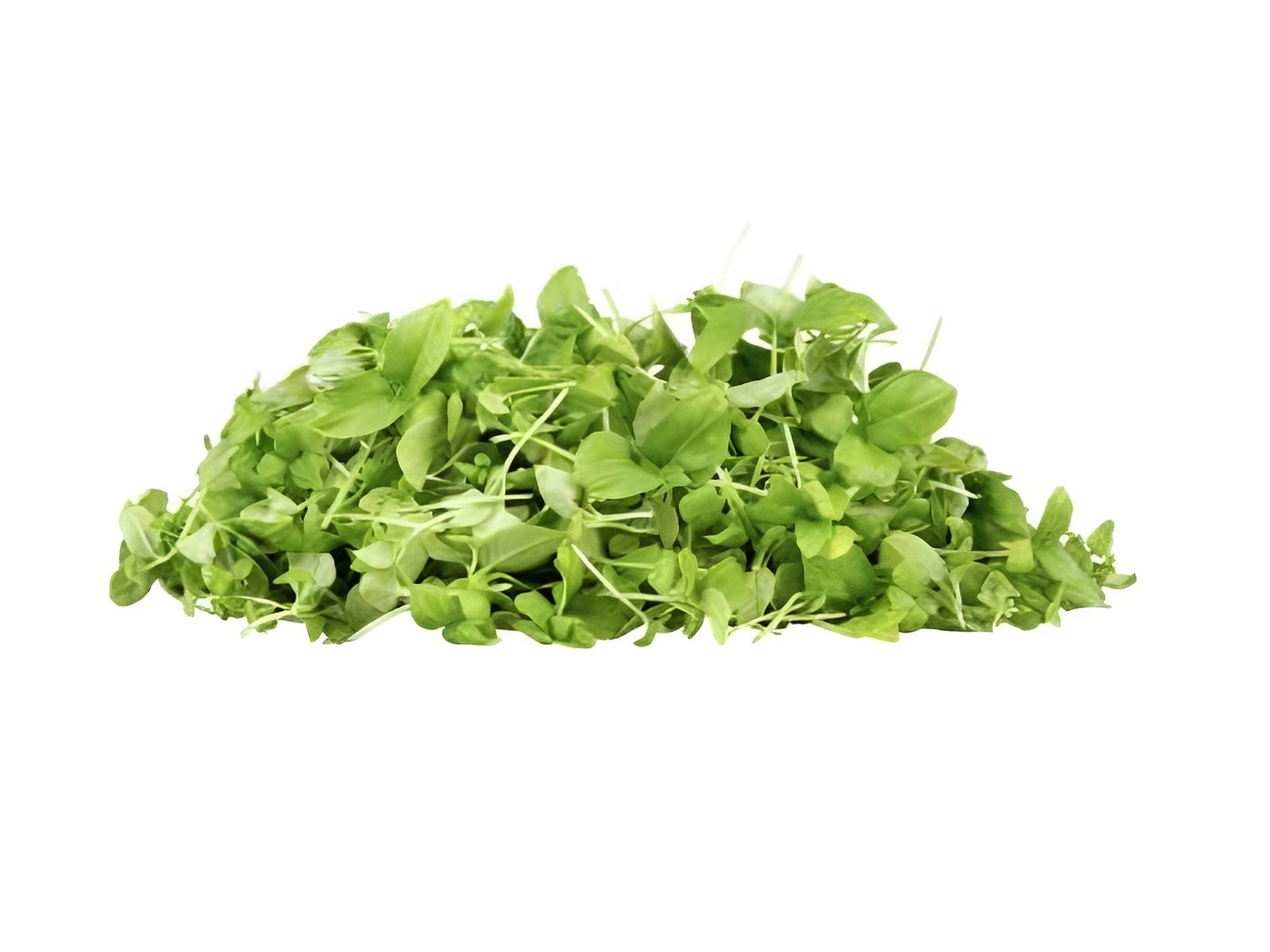 Crisp pea shoots isolated on white