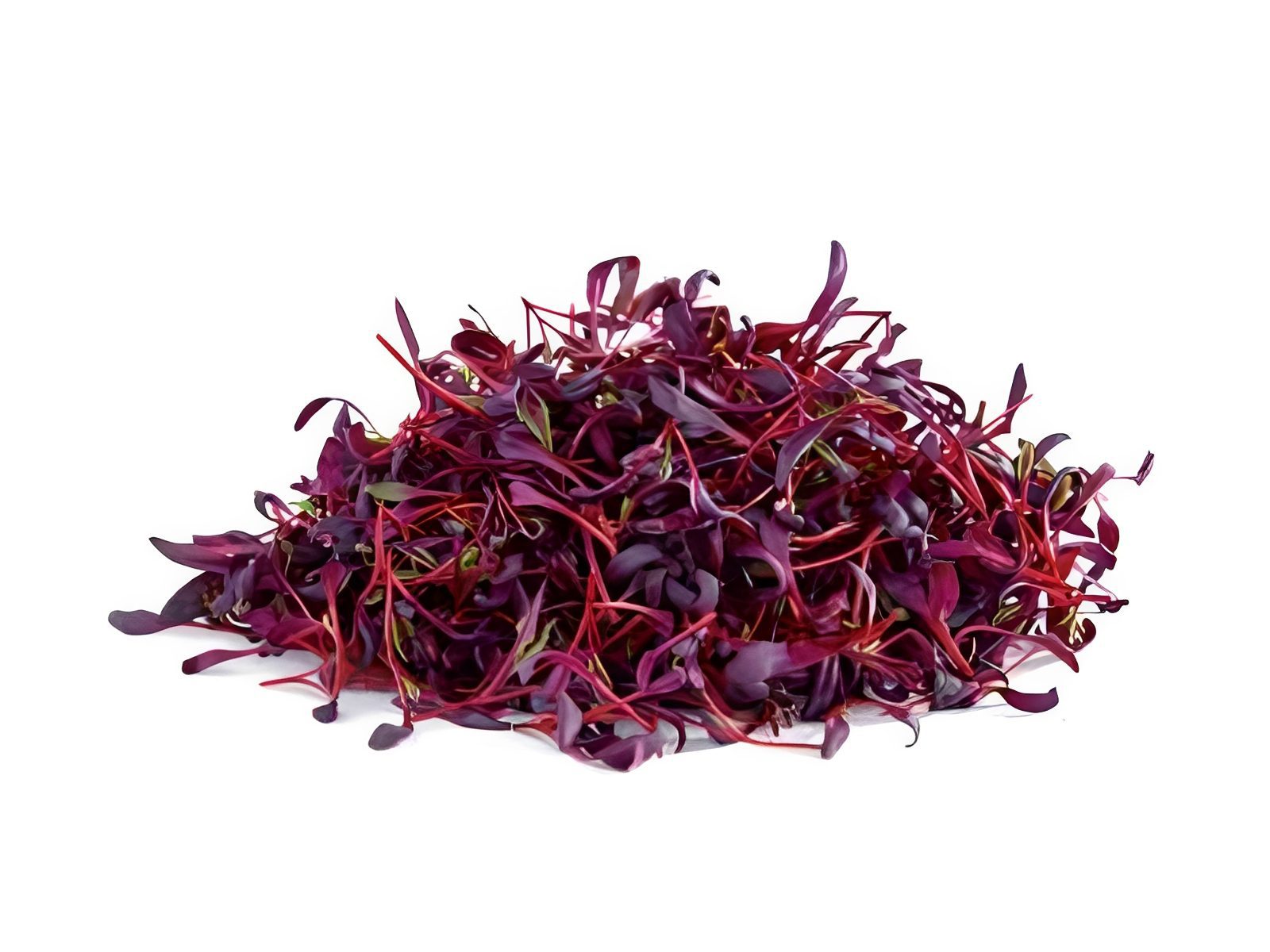 Vibrant microgreens pile close-up