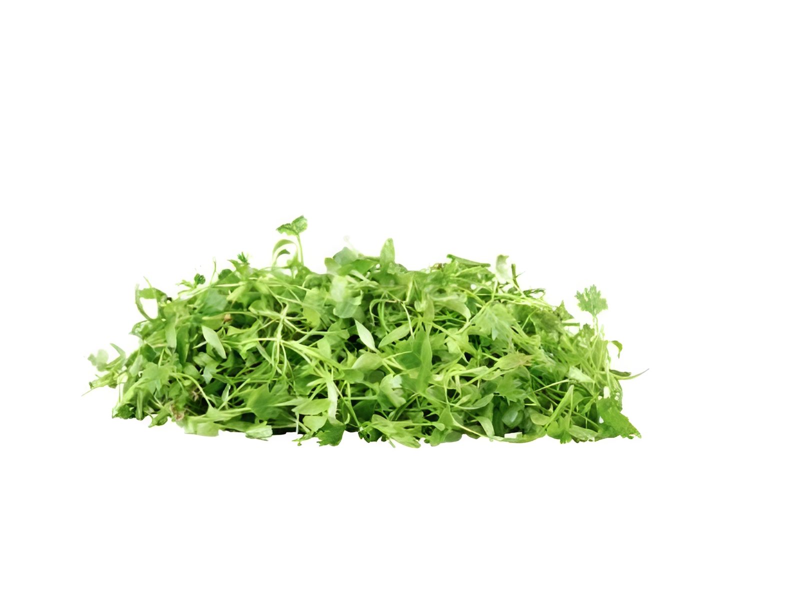 Fresh green cilantro leaves