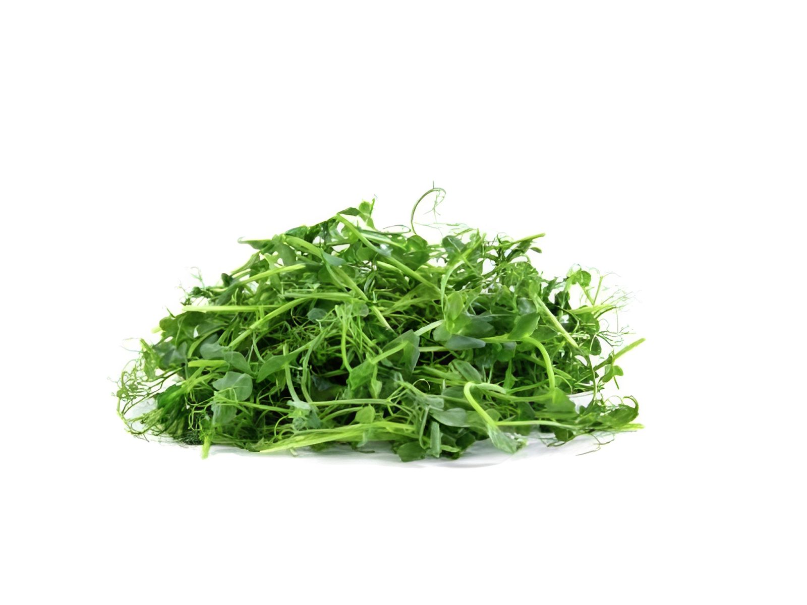 Pile of vibrant pea shoots