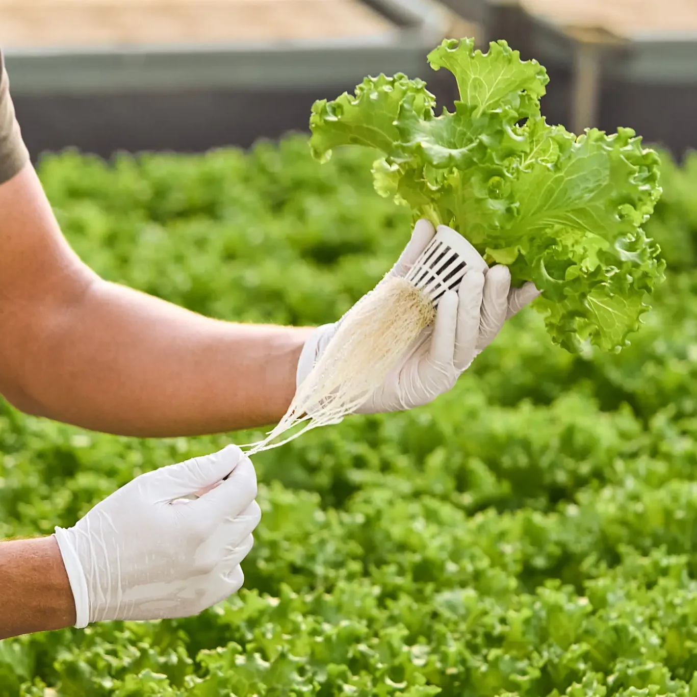 Hartville Hydroponics